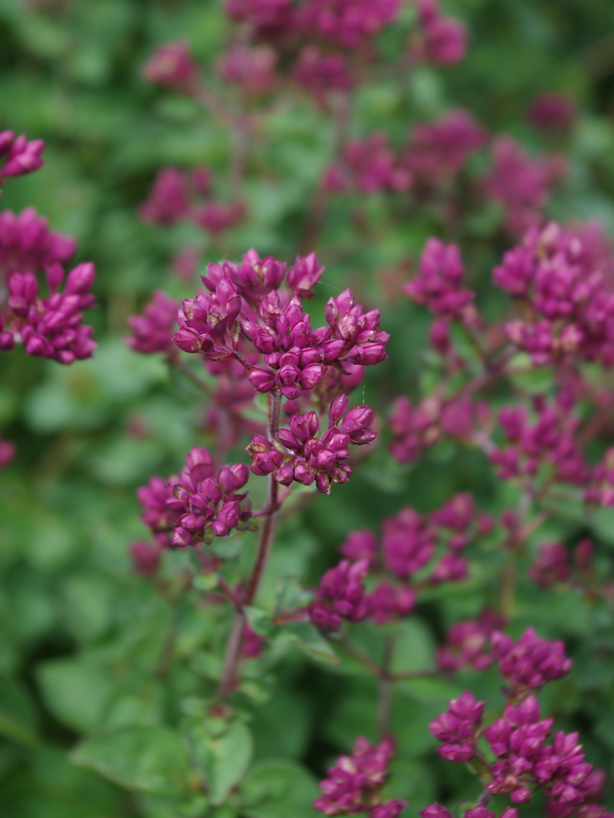 8938  Origanum laevigatum  Rosenkuppel  I  Svenskt namn  :Purpurmejram  I  Krukstorlek   : 11c  I  Förväntad Höjd  :  30 cm  I  Blomningstid :  aug-sept - 2