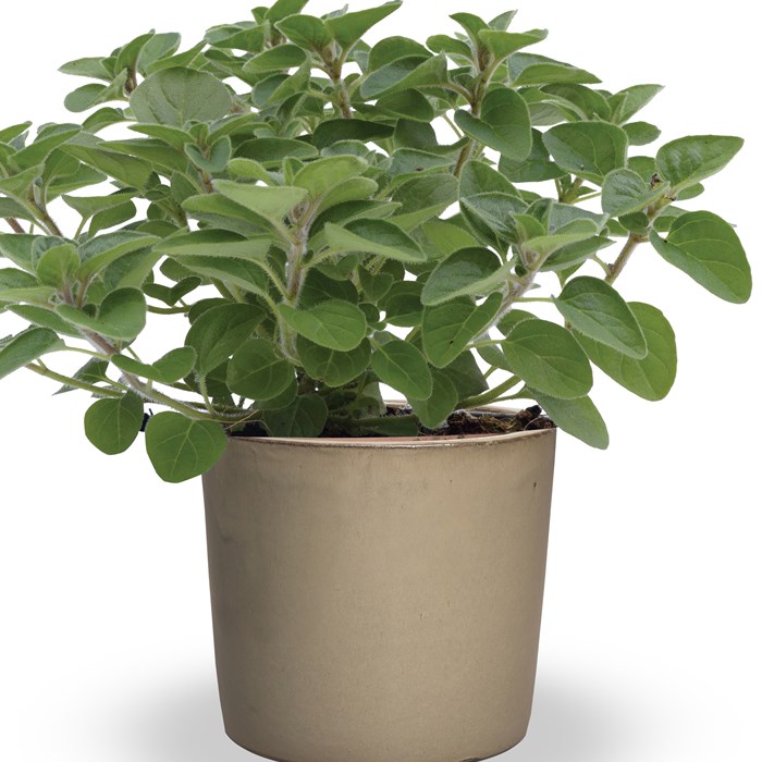 8934  Origanum vulgare  Hot & Spicy  I  Svenskt namn  :Oregano, kungsmynta  I  Krukstorlek   : 11c  I  Förväntad Höjd  :  50 cm  I  Blomningstid :  aug-sept - 2