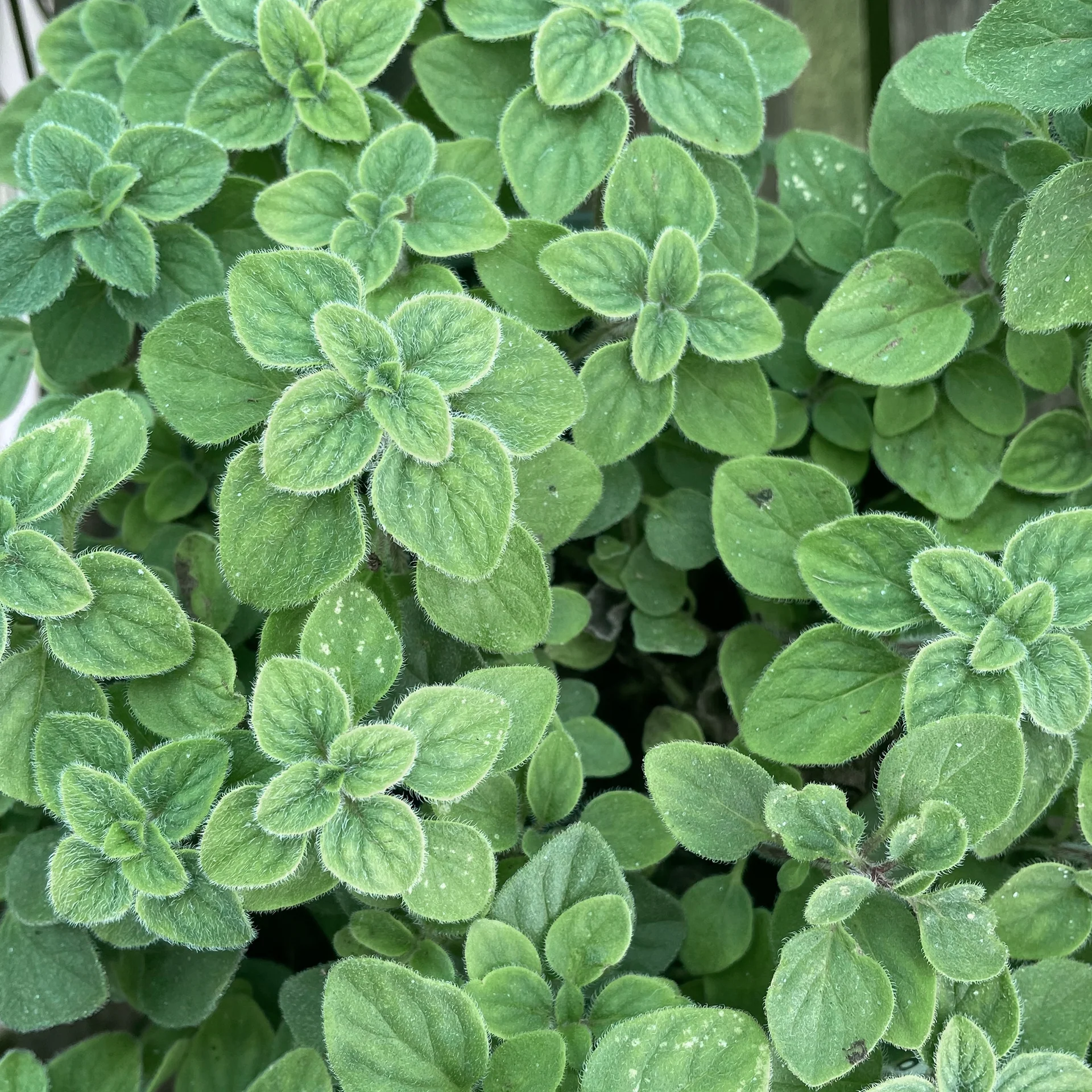 8934  Origanum vulgare  Hot & Spicy  I  Svenskt namn  :Oregano, kungsmynta  I  Krukstorlek   : 11c  I  Förväntad Höjd  :  50 cm  I  Blomningstid :  aug-sept