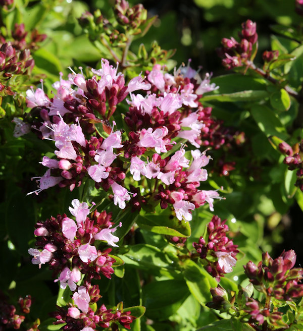 8934  Origanum vulgare  Hot & Spicy  I  Svenskt namn  :Oregano, kungsmynta  I  Krukstorlek   : 11c  I  Förväntad Höjd  :  50 cm  I  Blomningstid :  aug-sept - 3
