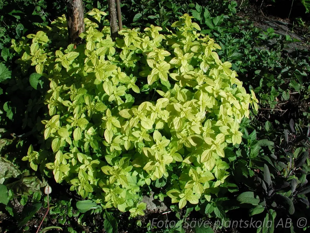 8942  Origanum vulgare  Thumbles Variety  I  Svenskt namn  :Oregano, kungsmynta  I  Krukstorlek   : 11c  I  Förväntad Höjd  :  15 cm  I  Blomningstid :  aug-sept - 3