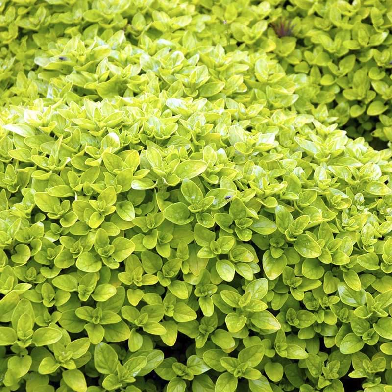 8942  Origanum vulgare  Thumbles Variety  I  Svenskt namn  :Oregano, kungsmynta  I  Krukstorlek   : 11c  I  Förväntad Höjd  :  15 cm  I  Blomningstid :  aug-sept