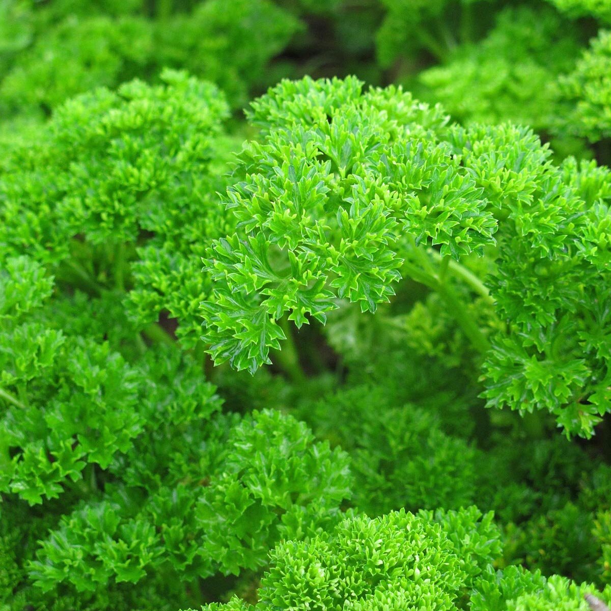 6641  Petroselinum crispum Mooskrause  I  Svenskt namn  :Krusbladig persilja  I  Krukstorlek   : 11c  I  Förväntad Höjd  :  20 cm  I  Blomningstid :  .....