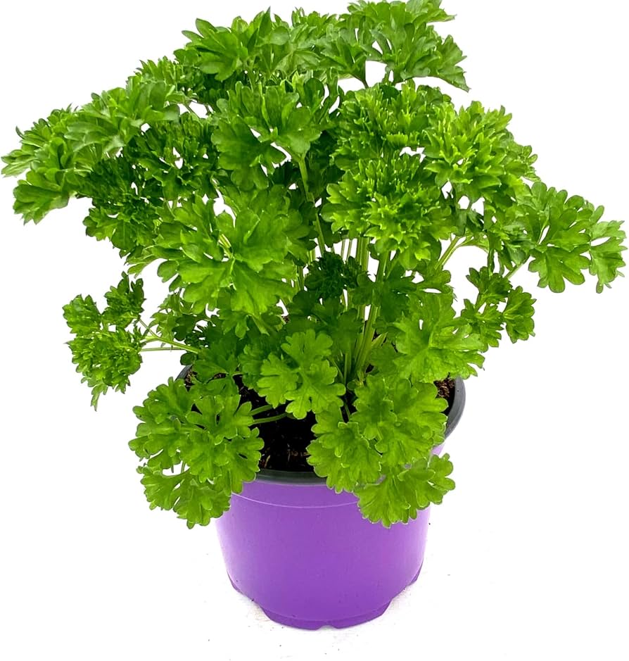 6641  Petroselinum crispum Mooskrause  I  Svenskt namn  :Krusbladig persilja  I  Krukstorlek   : 11c  I  Förväntad Höjd  :  20 cm  I  Blomningstid :  ..... - 2