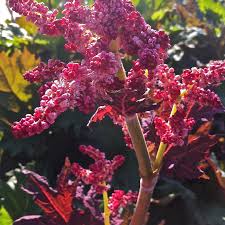 7545  Rheum palmatum  Tanguticum  I  Svenskt namn  :Flikrabarber  I  Krukstorlek   : SQ2  I  Förväntad Höjd  :  150 cm  I  Blomningstid :  juni-juli - 3
