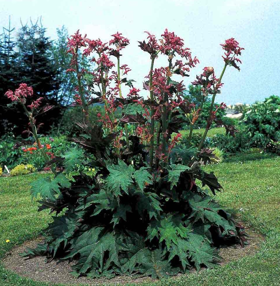 7545  Rheum palmatum  Tanguticum  I  Svenskt namn  :Flikrabarber  I  Krukstorlek   : SQ2  I  Förväntad Höjd  :  150 cm  I  Blomningstid :  juni-juli