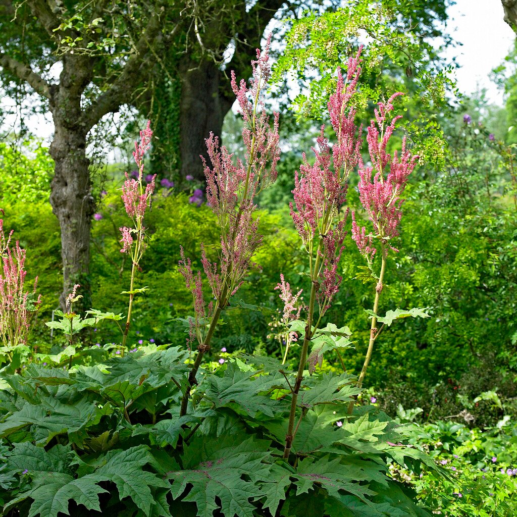 7545  Rheum palmatum  Tanguticum  I  Svenskt namn  :Flikrabarber  I  Krukstorlek   : SQ2  I  Förväntad Höjd  :  150 cm  I  Blomningstid :  juni-juli - 2