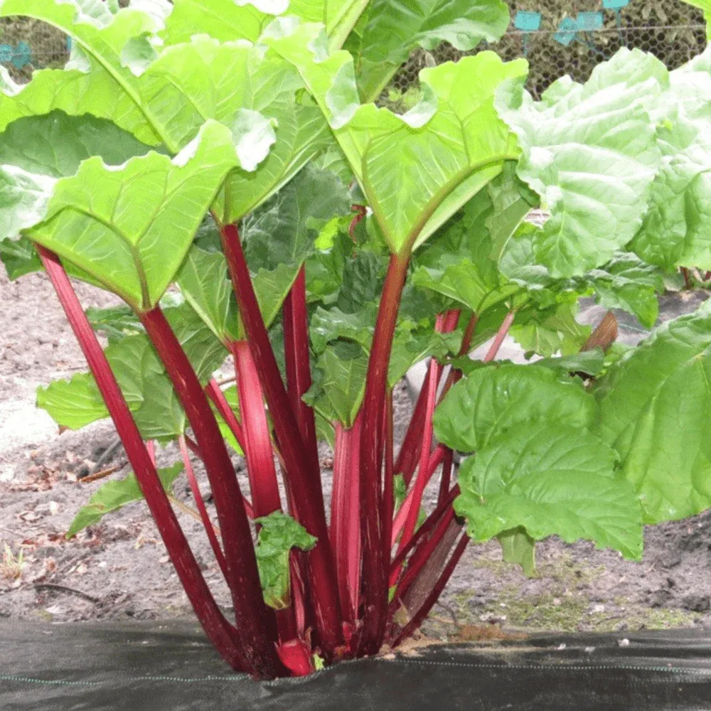 8944  Rheum rhabarbarum  Canada Red  I  Svenskt namn  : Matrabarber  I  Krukstorlek   : SQ2  I  Förväntad Höjd  :  80 cm  I  Blomningstid :  ..... - 3