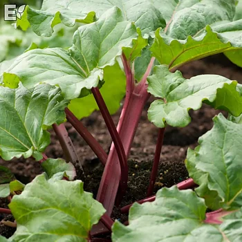 8944  Rheum rhabarbarum  Canada Red  I  Svenskt namn  : Matrabarber  I  Krukstorlek   : SQ2  I  Förväntad Höjd  :  80 cm  I  Blomningstid :  .....