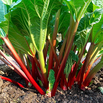 8945  Rheum rhabarbarum  Red Champagne  I  Svenskt namn  :Matrabarber  I  Krukstorlek   : SQ2  I  Förväntad Höjd  :  80 cm  I  Blomningstid :  .....
