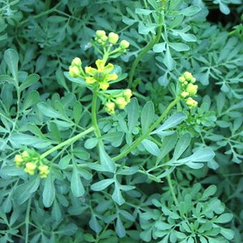8980  Ruta graveolens  I  Svenskt namn  :Vinruta  I  Krukstorlek   : 11c  I  Förväntad Höjd  :  40 cm  I  Blomningstid :  juli-aug