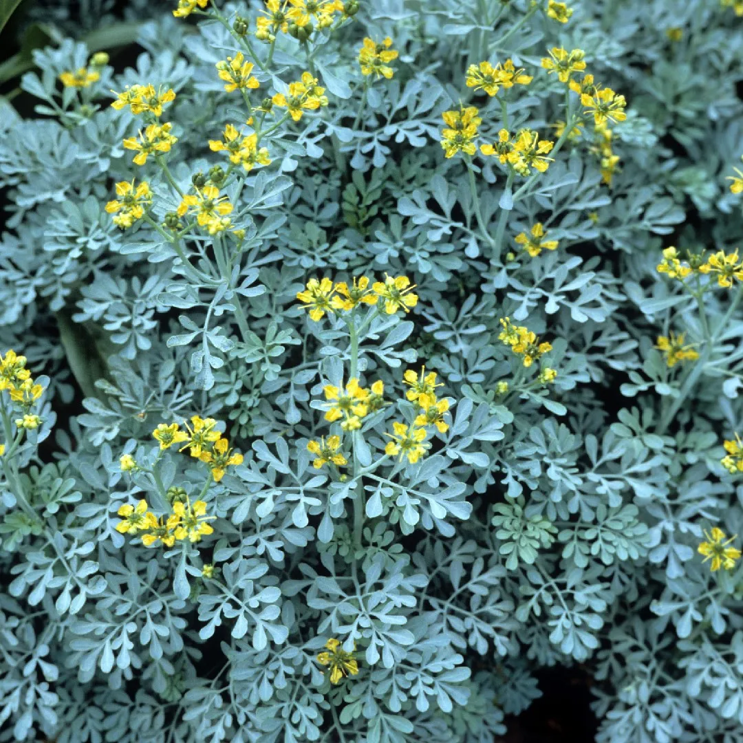 8980  Ruta graveolens  I  Svenskt namn  :Vinruta  I  Krukstorlek   : 11c  I  Förväntad Höjd  :  40 cm  I  Blomningstid :  juli-aug - 2