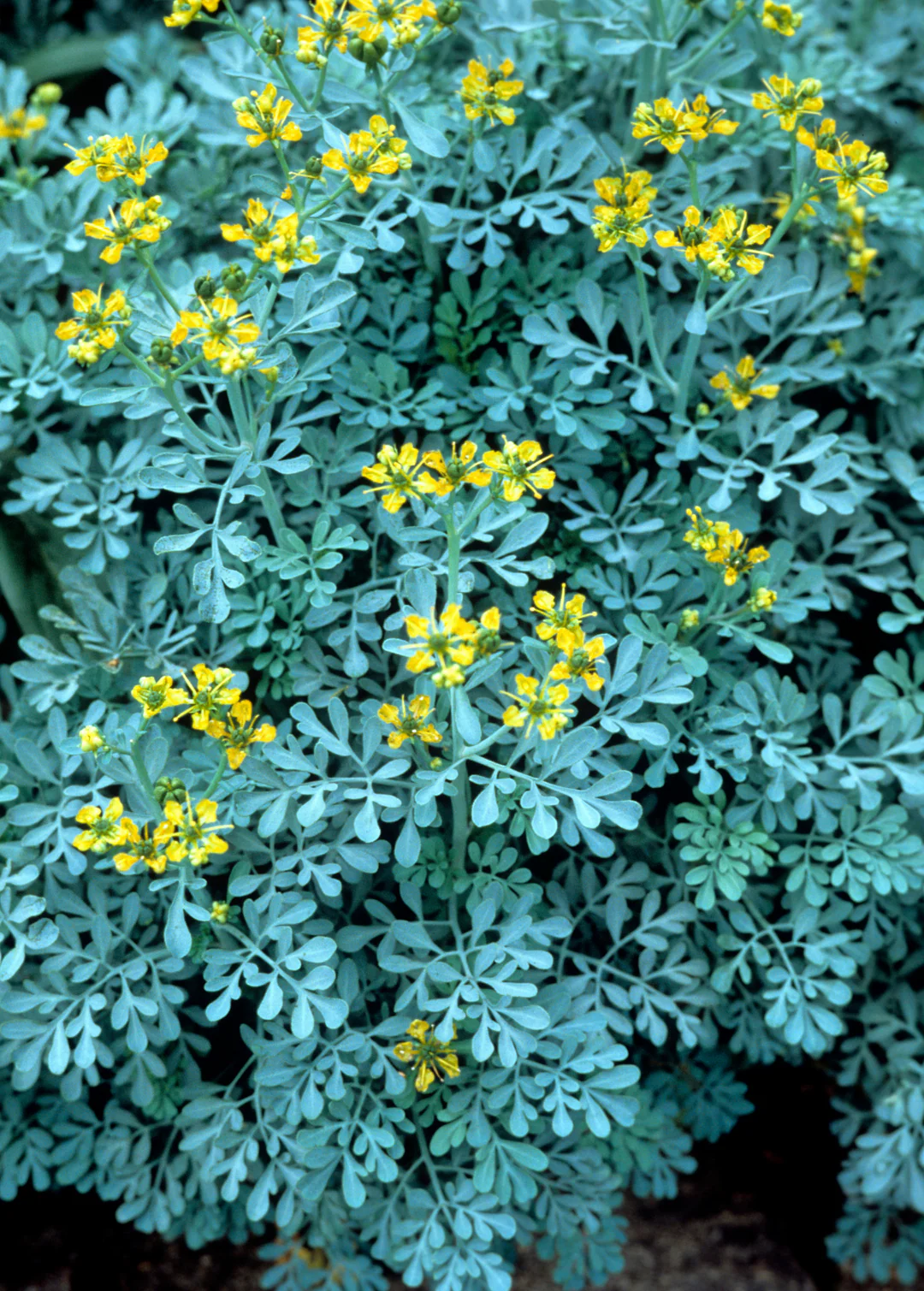 8980  Ruta graveolens  I  Svenskt namn  :Vinruta  I  Krukstorlek   : 11c  I  Förväntad Höjd  :  40 cm  I  Blomningstid :  juli-aug - 3