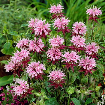 6318  Monarda  Beauty of Cobham  I  Svenskt namn  :Temynta  I  Krukstorlek   : SQ1  I  Förväntad Höjd  :  80 cm  I  Blomningstid :  juli-aug