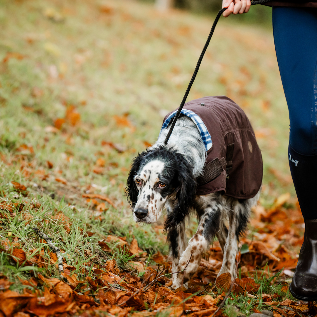 HORSEWARE NEWMARKET HERITAGE DOG COAT  - 4