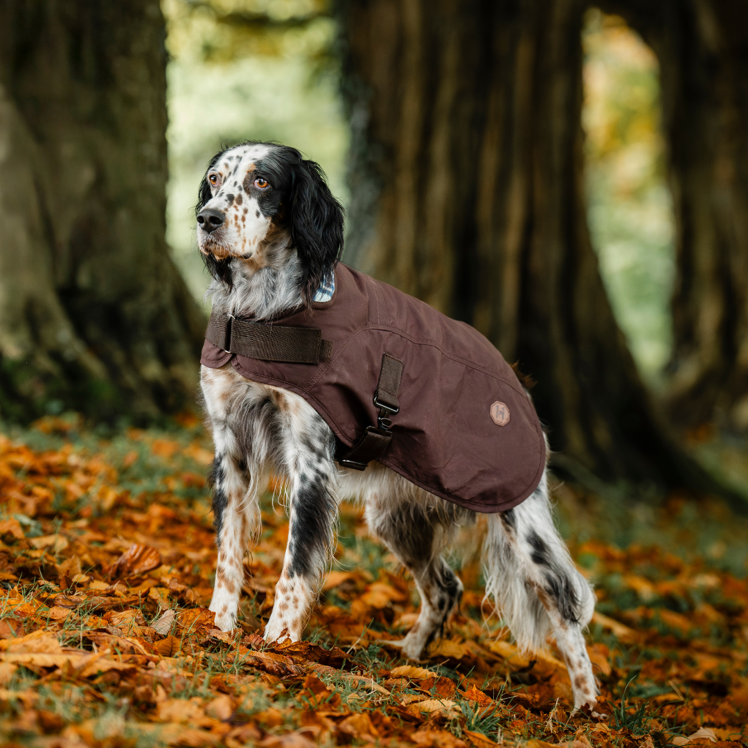 HORSEWARE NEWMARKET HERITAGE DOG COAT  - 2