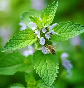 8880  Melissa officinalis  I  Svenskt namn  : Citronmeliss  I  Krukstorlek   : 11c  I  Förväntad Höjd  :  40 cm  I  Blomningstid :  ..... - 3