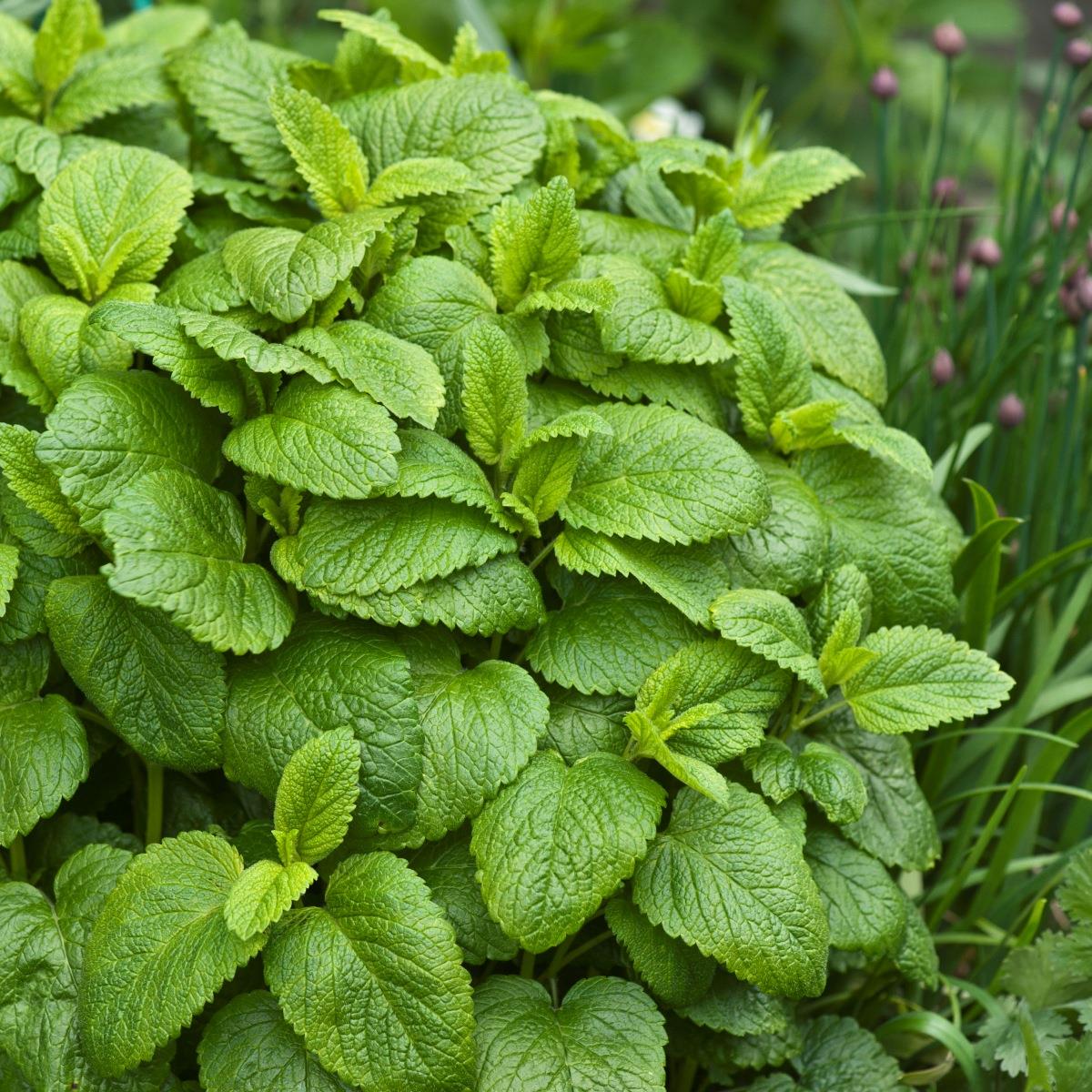 8880  Melissa officinalis  I  Svenskt namn  : Citronmeliss  I  Krukstorlek   : 11c  I  Förväntad Höjd  :  40 cm  I  Blomningstid :  .....