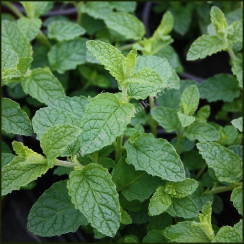 8903  Mentha piperita Strawberry Mint  I  Svenskt namn  :Jordgubbsmynta  I  Krukstorlek   : SQ1  I  Förväntad Höjd  :  50 cm  I  Blomningstid :  juli-aug - 2