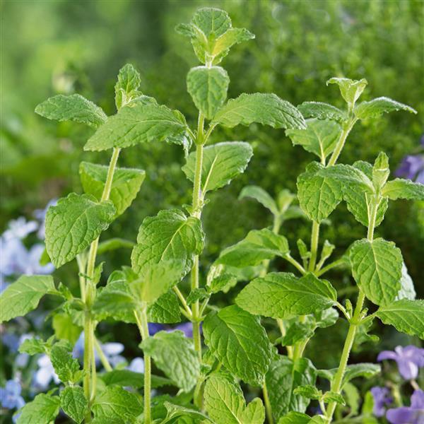 8903  Mentha piperita Strawberry Mint  I  Svenskt namn  :Jordgubbsmynta  I  Krukstorlek   : SQ1  I  Förväntad Höjd  :  50 cm  I  Blomningstid :  juli-aug
