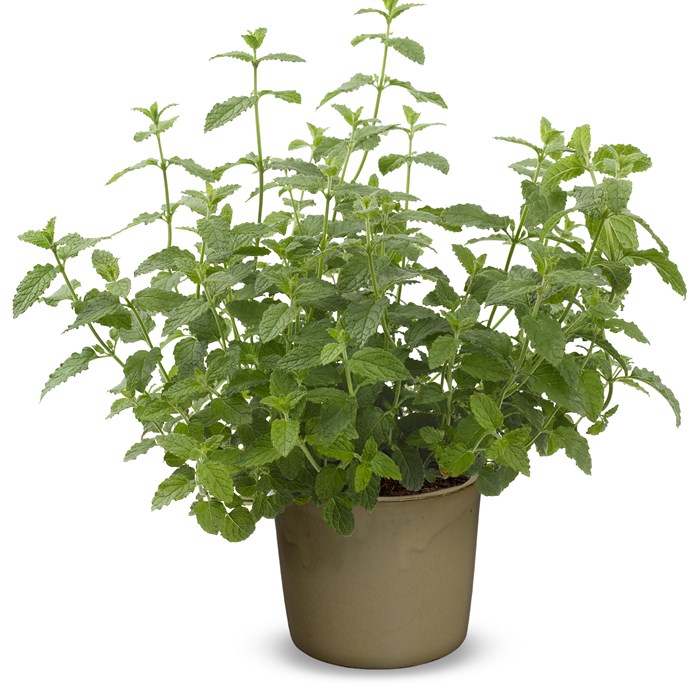8903  Mentha piperita Strawberry Mint  I  Svenskt namn  :Jordgubbsmynta  I  Krukstorlek   : SQ1  I  Förväntad Höjd  :  50 cm  I  Blomningstid :  juli-aug - 4