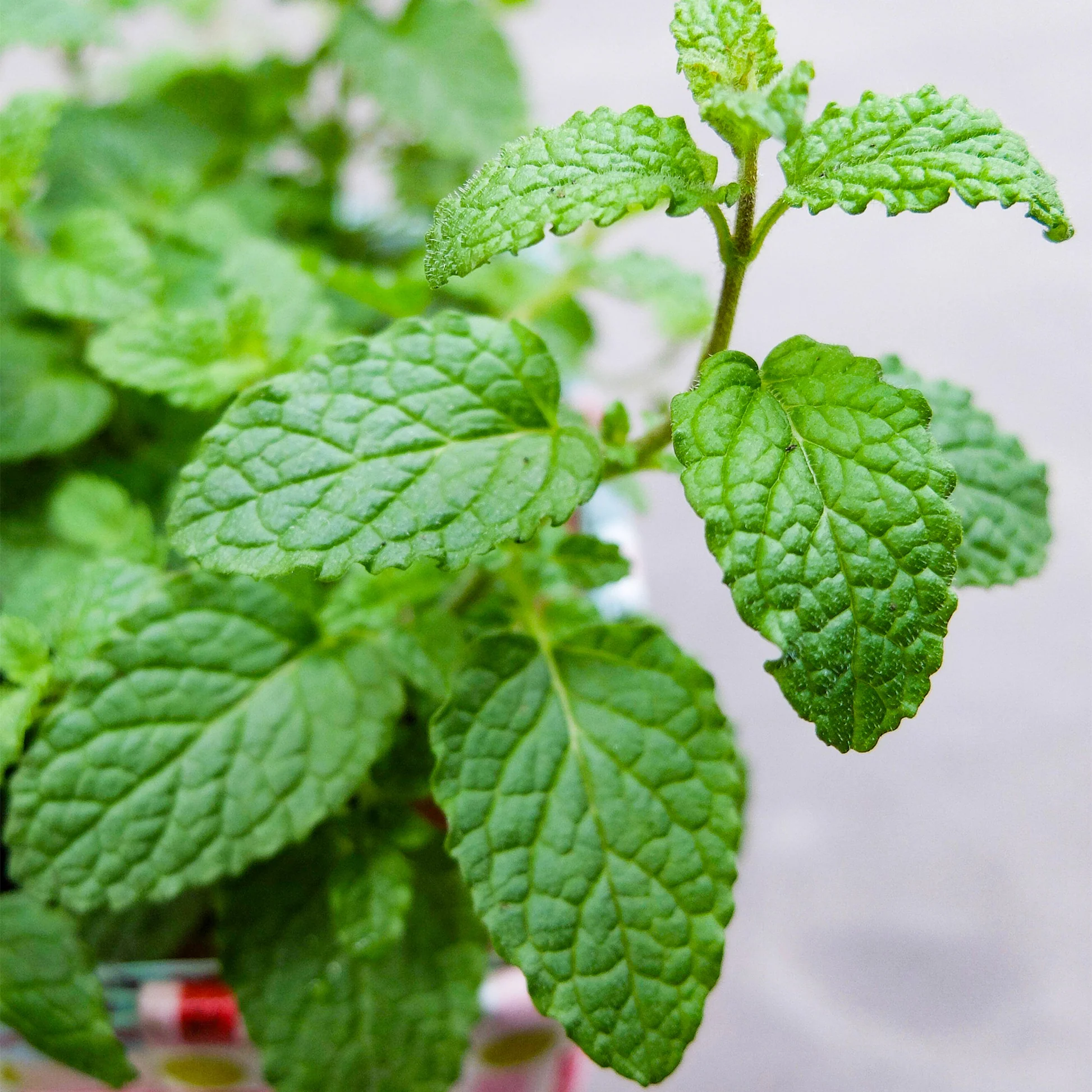 8903  Mentha piperita Strawberry Mint  I  Svenskt namn  :Jordgubbsmynta  I  Krukstorlek   : SQ1  I  Förväntad Höjd  :  50 cm  I  Blomningstid :  juli-aug - 3