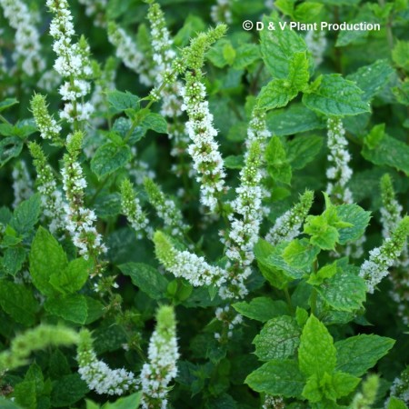 8913  Mentha spicata  Fägre GK ®  I  Svenskt namn  :Grönmynta  I  Krukstorlek   : SQ1  I  Förväntad Höjd  :  50 cm  I  Blomningstid :  juli-aug - 3