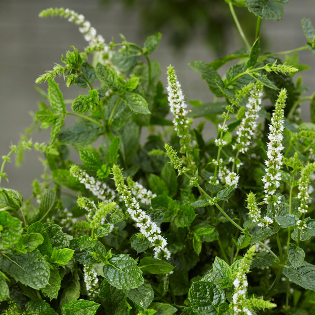 8913  Mentha spicata  Fägre GK ®  I  Svenskt namn  :Grönmynta  I  Krukstorlek   : SQ1  I  Förväntad Höjd  :  50 cm  I  Blomningstid :  juli-aug