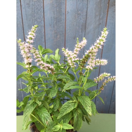 8913  Mentha spicata  Fägre GK ®  I  Svenskt namn  :Grönmynta  I  Krukstorlek   : SQ1  I  Förväntad Höjd  :  50 cm  I  Blomningstid :  juli-aug - 2