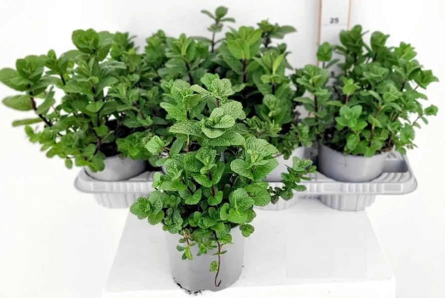 8911  Mentha spicata Moroccan  I  Svenskt namn  :Mojitomynta  I  Krukstorlek   : SQ1  I  Förväntad Höjd  :  50 cm  I  Blomningstid :  juli-aug - 2