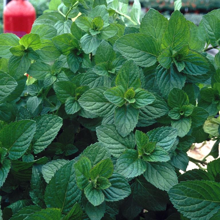 8911  Mentha spicata Moroccan  I  Svenskt namn  :Mojitomynta  I  Krukstorlek   : SQ1  I  Förväntad Höjd  :  50 cm  I  Blomningstid :  juli-aug