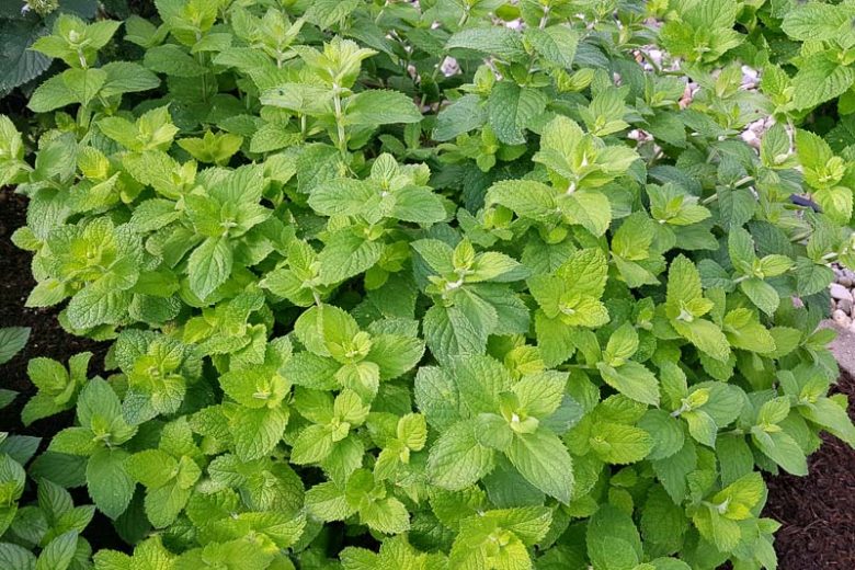 8918  Mentha suaveolens  Apple Mint  I  Svenskt namn  :Rundmynta  I  Krukstorlek   : SQ1  I  Förväntad Höjd  :  40 cm  I  Blomningstid :  juli-aug - 2