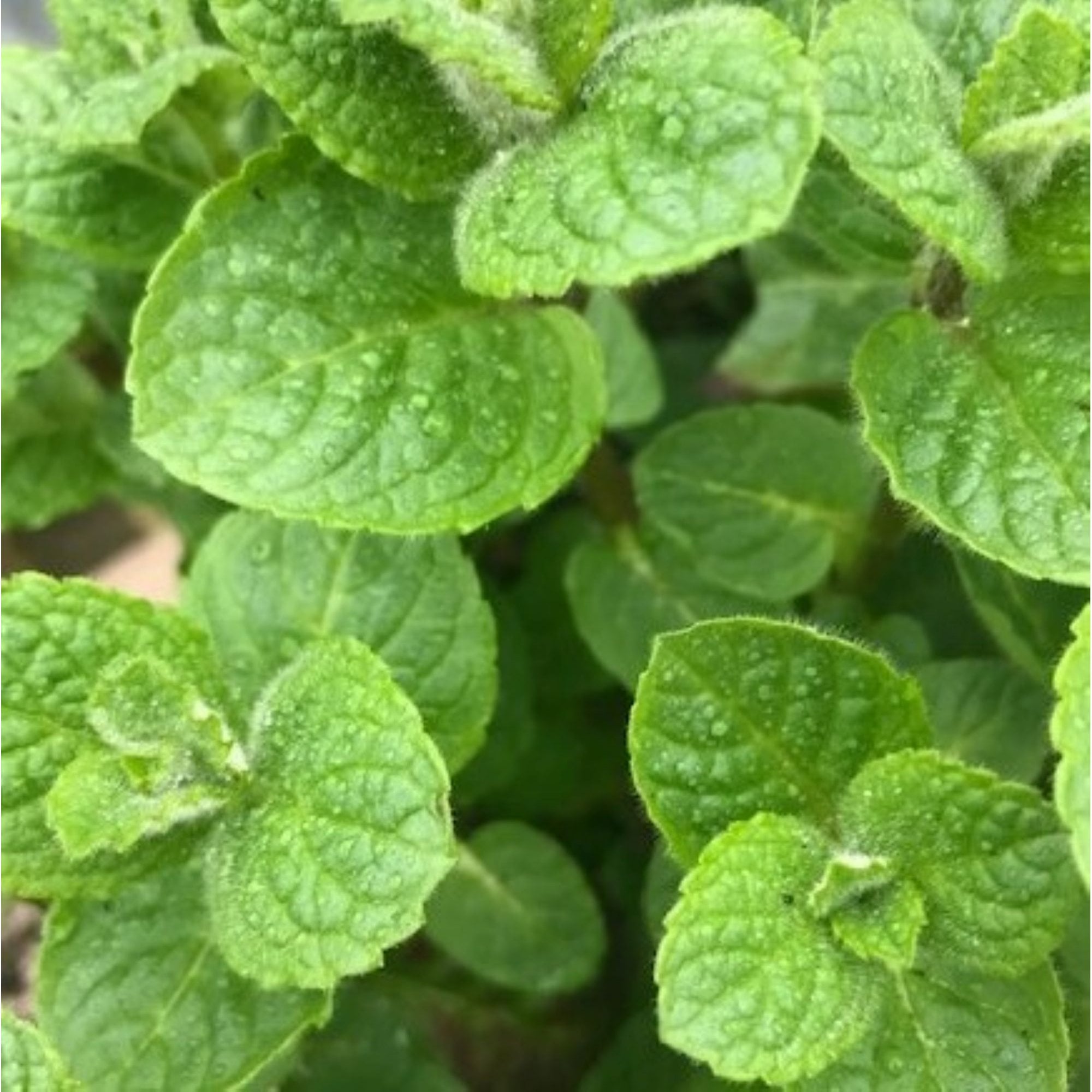 8918  Mentha suaveolens  Apple Mint  I  Svenskt namn  :Rundmynta  I  Krukstorlek   : SQ1  I  Förväntad Höjd  :  40 cm  I  Blomningstid :  juli-aug