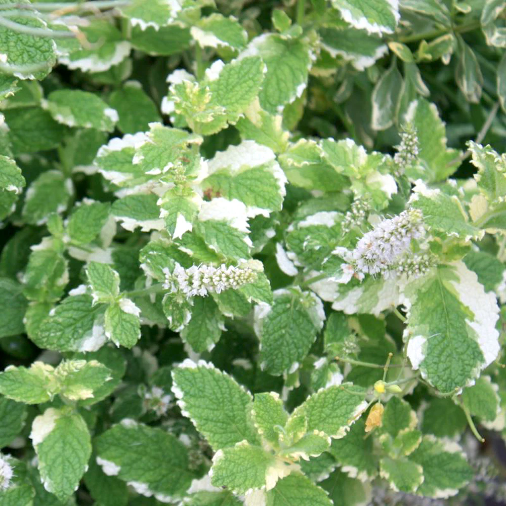 8916  Mentha suaveolens  Pineapple Mint  I  Svenskt namn  :Rundmynta  I  Krukstorlek   : SQ1  I  Förväntad Höjd  :  40 cm  I  Blomningstid :  .....