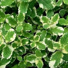 8916  Mentha suaveolens  Pineapple Mint  I  Svenskt namn  :Rundmynta  I  Krukstorlek   : SQ1  I  Förväntad Höjd  :  40 cm  I  Blomningstid :  ..... - 2