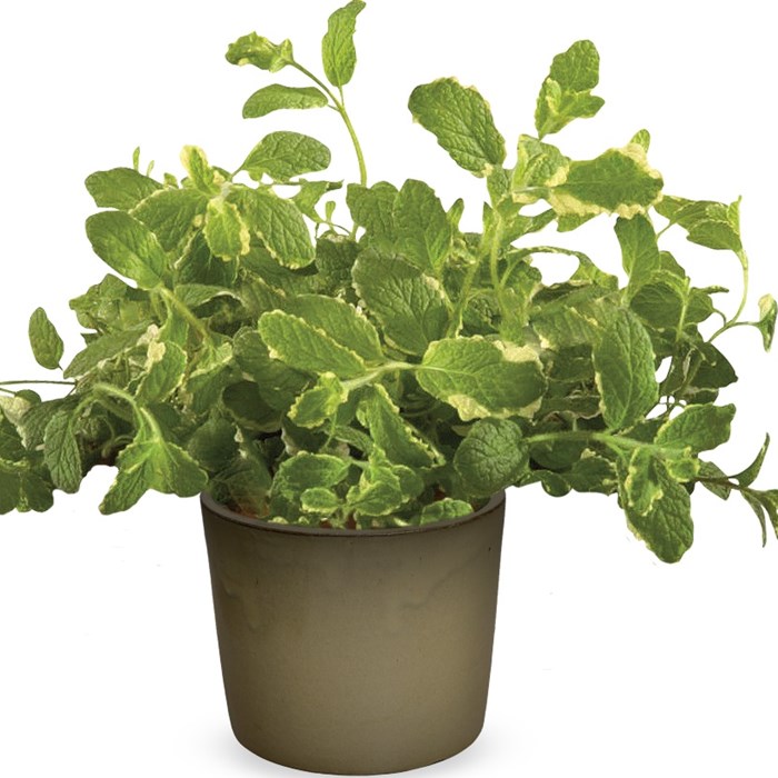 8916  Mentha suaveolens  Pineapple Mint  I  Svenskt namn  :Rundmynta  I  Krukstorlek   : SQ1  I  Förväntad Höjd  :  40 cm  I  Blomningstid :  ..... - 3