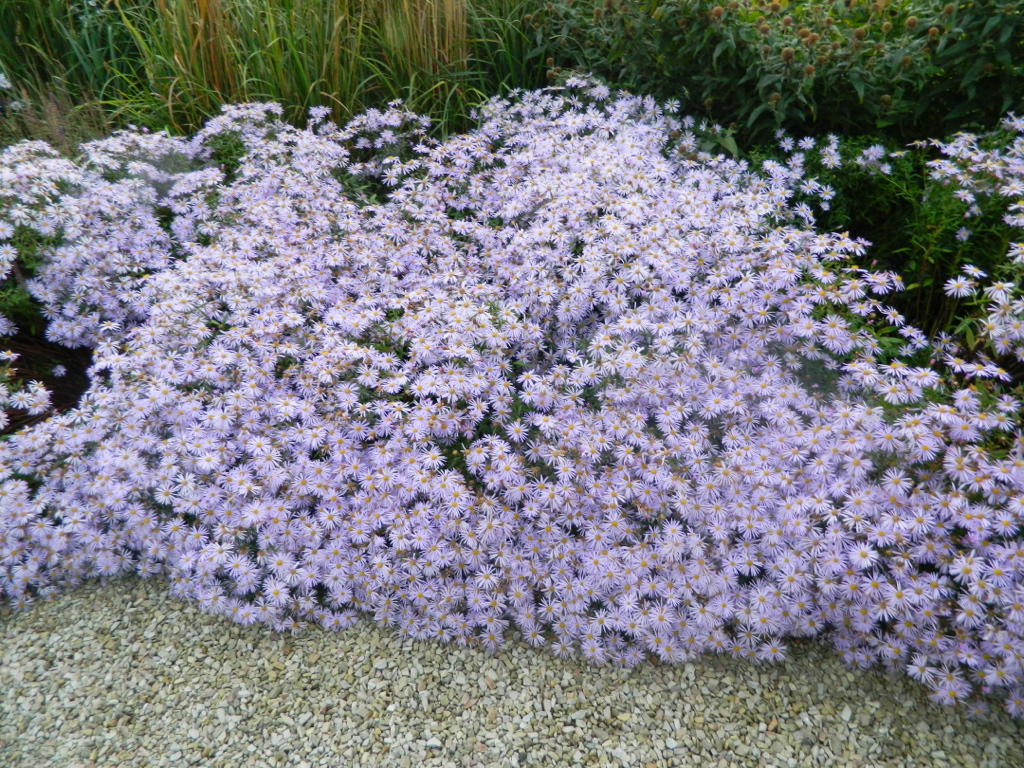 5776  Kalimeris  incisa  Blue Star  I  Svenskt namn  :Fjäderaster  I  Krukstorlek   : SQ1  I  Förväntad Höjd  :  70 cm  I  Blomningstid :  juli-sept - 3