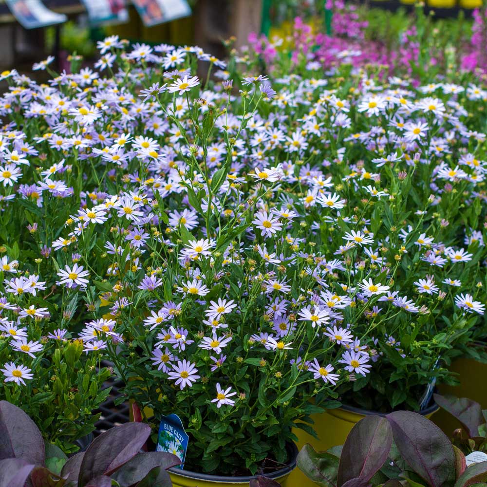5776  Kalimeris  incisa  Blue Star  I  Svenskt namn  :Fjäderaster  I  Krukstorlek   : SQ1  I  Förväntad Höjd  :  70 cm  I  Blomningstid :  juli-sept
