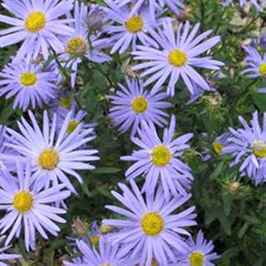 5776  Kalimeris  incisa  Blue Star  I  Svenskt namn  :Fjäderaster  I  Krukstorlek   : SQ1  I  Förväntad Höjd  :  70 cm  I  Blomningstid :  juli-sept - 2