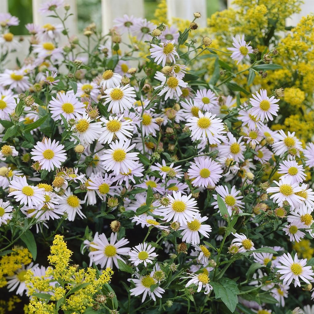 5792  Kalimeris  incisa  Madiva  I  Svenskt namn  :Fjäderaster  I  Krukstorlek   : SQ1  I  Förväntad Höjd  :  80 cm  I  Blomningstid :  juli-sept