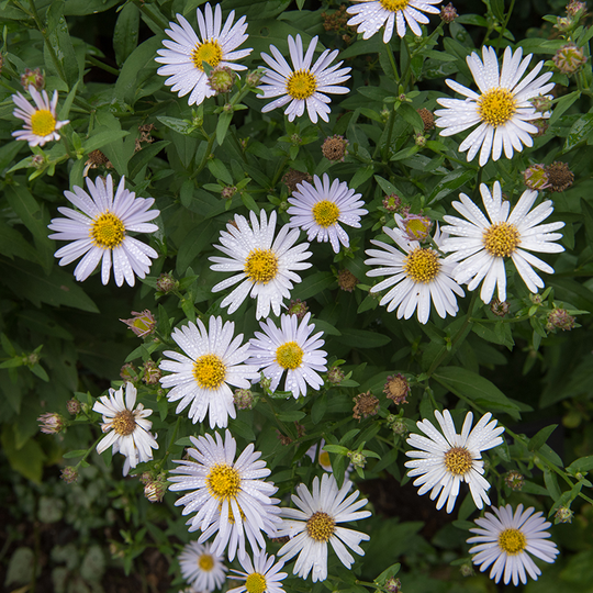 5792  Kalimeris  incisa  Madiva  I  Svenskt namn  :Fjäderaster  I  Krukstorlek   : SQ1  I  Förväntad Höjd  :  80 cm  I  Blomningstid :  juli-sept - 2