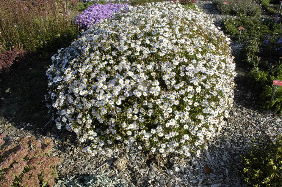 5792  Kalimeris  incisa  Madiva  I  Svenskt namn  :Fjäderaster  I  Krukstorlek   : SQ1  I  Förväntad Höjd  :  80 cm  I  Blomningstid :  juli-sept - 3