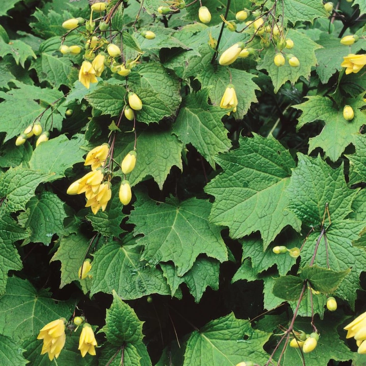 5780  Kirengeshoma palmata  I  Svenskt namn  :Vaxklocka  I  Krukstorlek   : 11c  I  Förväntad Höjd  :  100 cm  I  Blomningstid :  aug-sept - 3