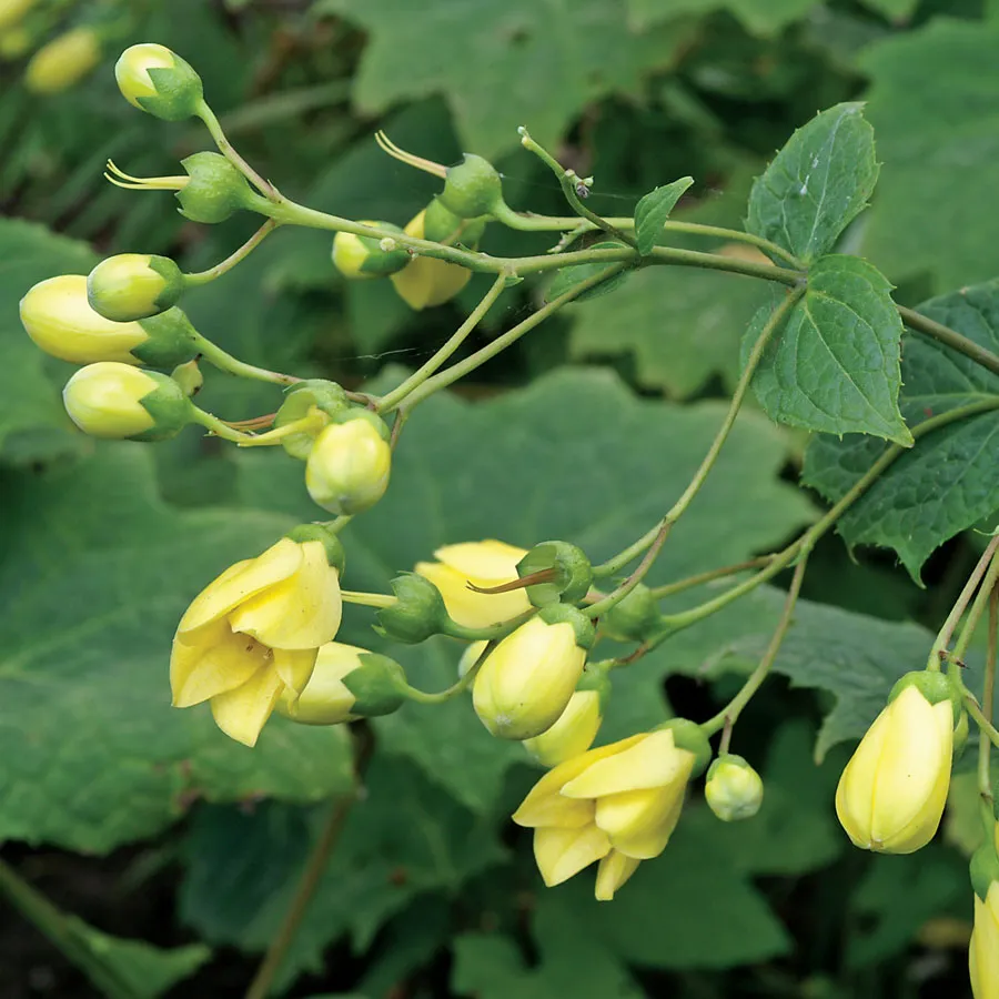 5780  Kirengeshoma palmata  I  Svenskt namn  :Vaxklocka  I  Krukstorlek   : 11c  I  Förväntad Höjd  :  100 cm  I  Blomningstid :  aug-sept - 2