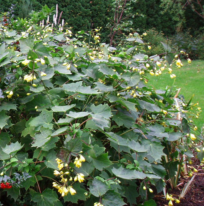 5780  Kirengeshoma palmata  I  Svenskt namn  :Vaxklocka  I  Krukstorlek   : 11c  I  Förväntad Höjd  :  100 cm  I  Blomningstid :  aug-sept