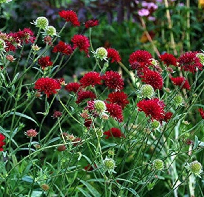 5783  Knautia macedonica  I  Svenskt namn  :Grekisk vädd  I  Krukstorlek   : 11c  I  Förväntad Höjd  :  70 cm  I  Blomningstid :  juli-sept - 2