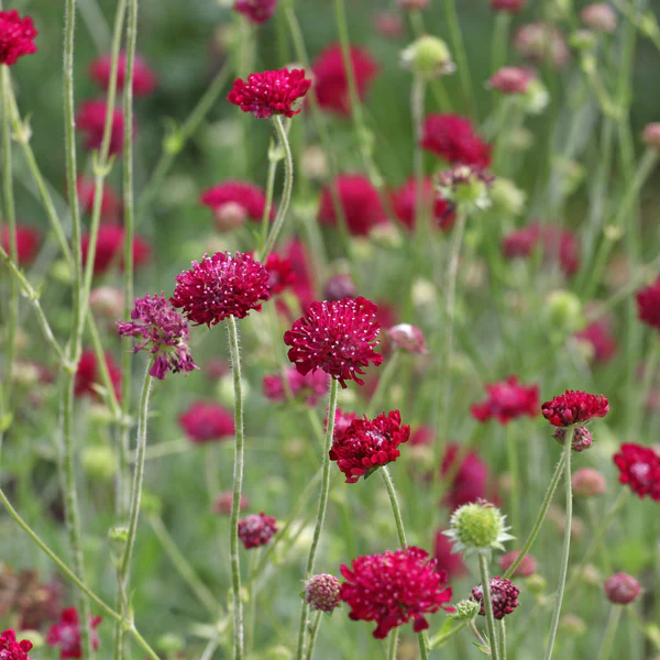 5783  Knautia macedonica  I  Svenskt namn  :Grekisk vädd  I  Krukstorlek   : 11c  I  Förväntad Höjd  :  70 cm  I  Blomningstid :  juli-sept - 3