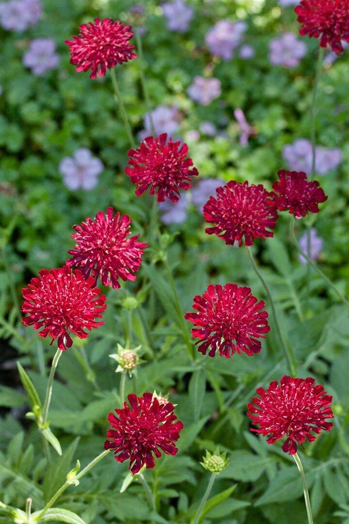 5781  Knautia macedonica Mars Midget  I  Svenskt namn  :Grekisk vädd  I  Krukstorlek   : 11c  I  Förväntad Höjd  :  50 cm  I  Blomningstid :  juli-sept - 3