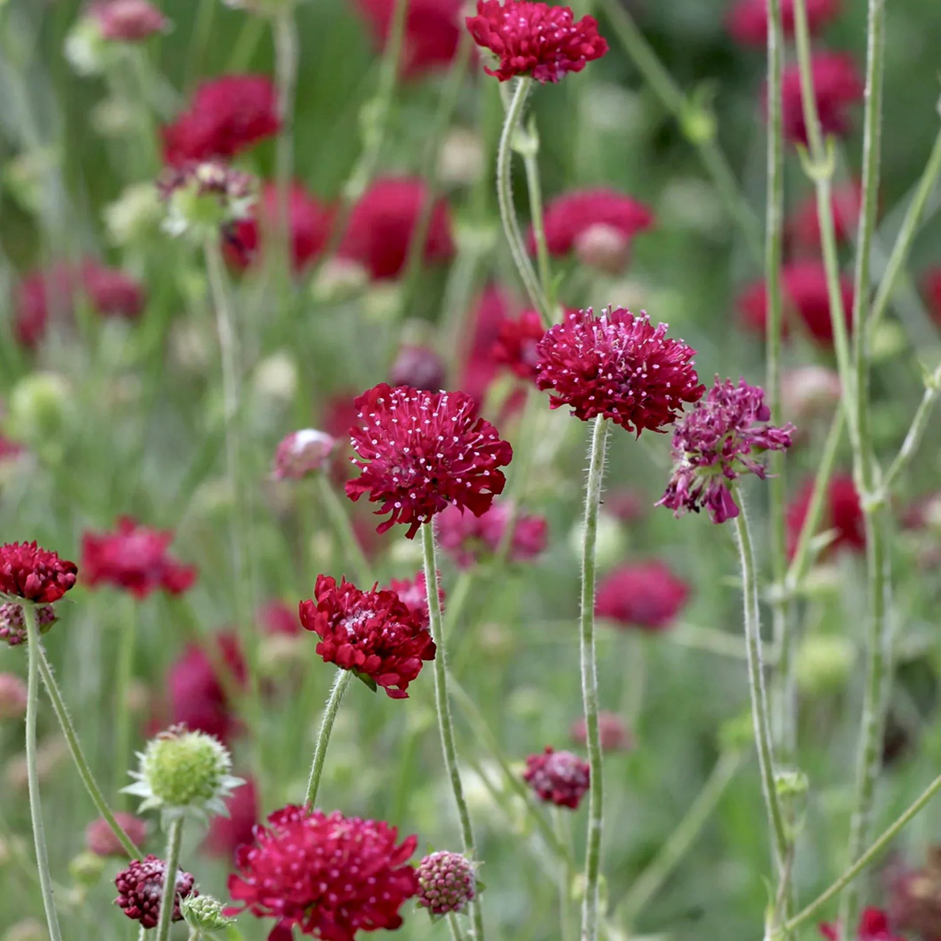 5781  Knautia macedonica Mars Midget  I  Svenskt namn  :Grekisk vädd  I  Krukstorlek   : 11c  I  Förväntad Höjd  :  50 cm  I  Blomningstid :  juli-sept