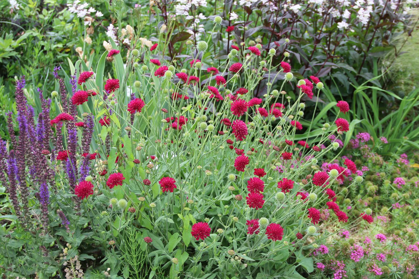 5781  Knautia macedonica Mars Midget  I  Svenskt namn  :Grekisk vädd  I  Krukstorlek   : 11c  I  Förväntad Höjd  :  50 cm  I  Blomningstid :  juli-sept - 2